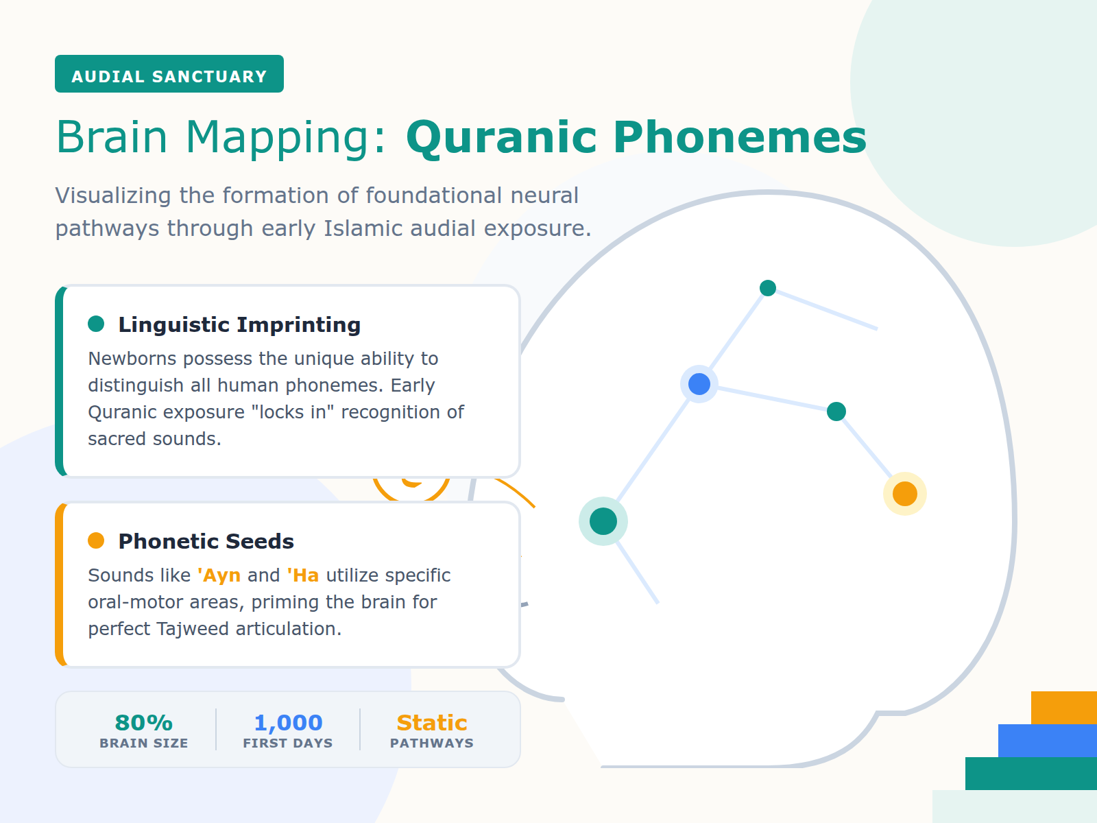 Infographic illustrating how early exposure to Quranic phonemes helps map the infant brain for future Arabic language acquisition and phonological awareness.