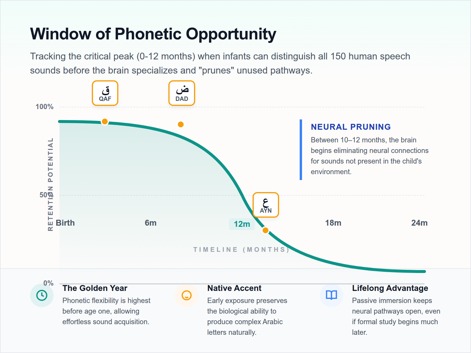 An infographic showing the high levels of phonetic neuroplasticity in infants during their first two years.
