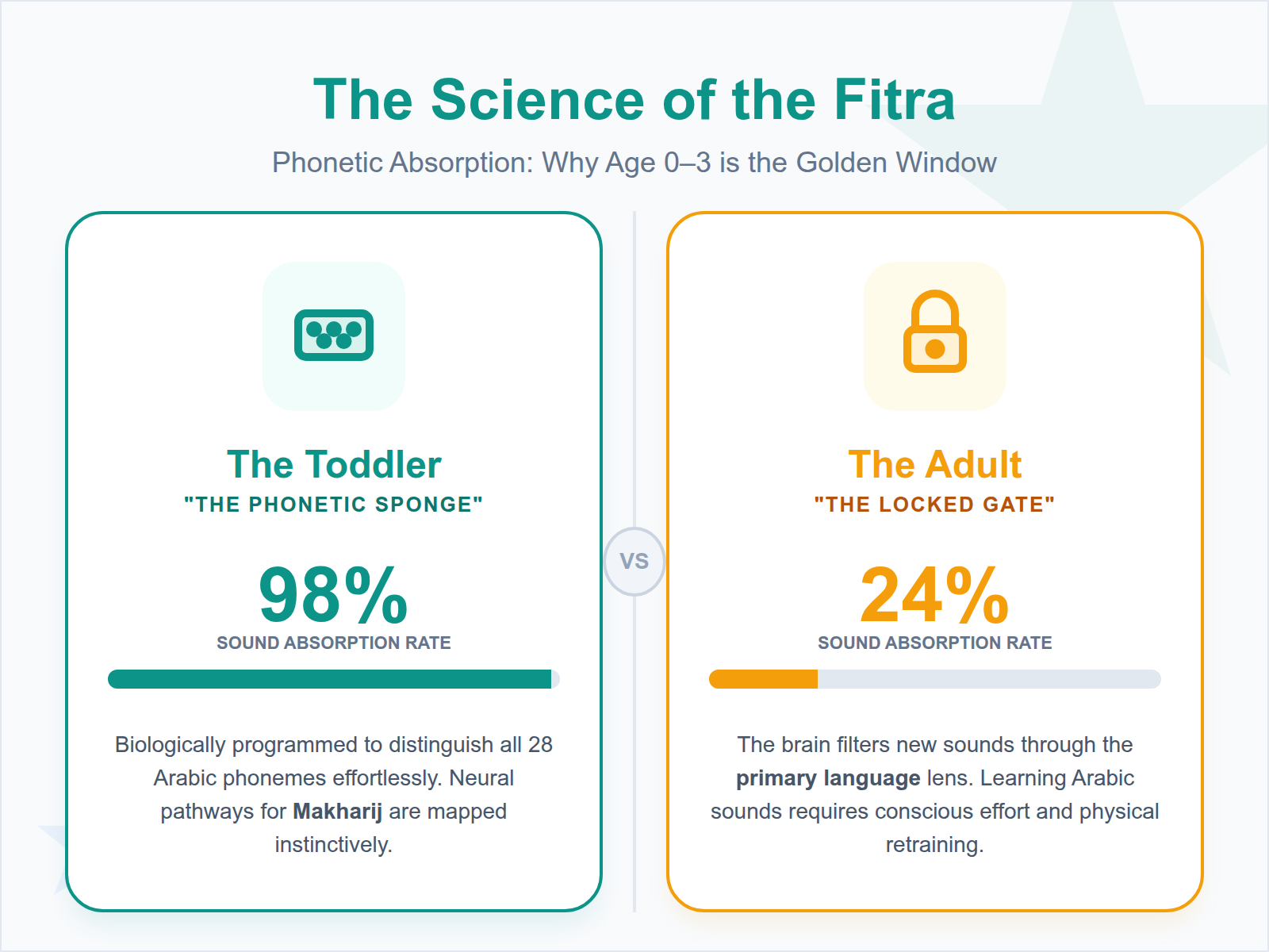 An infographic showing that toddlers absorb new phonetic sounds like a sponge, while adult brains are less receptive to new linguistic patterns.